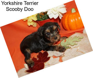 Yorkshire Terrier Scooby Doo