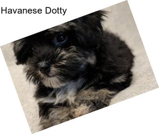 Havanese Dotty