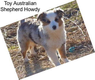 Toy Australian Shepherd Howdy