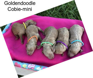 Goldendoodle Cobie-mini