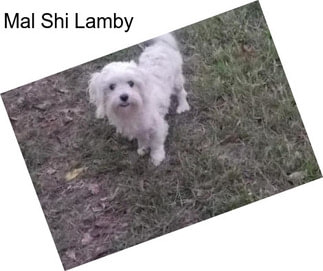 Mal Shi Lamby