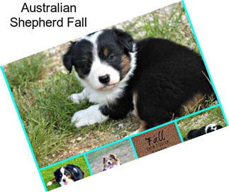 Australian Shepherd Fall