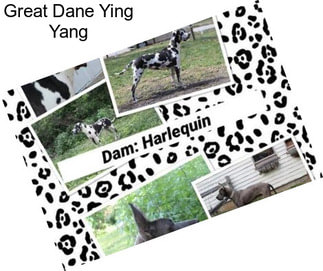 Great Dane Ying Yang