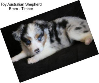 Toy Australian Shepherd Bmm - Timber