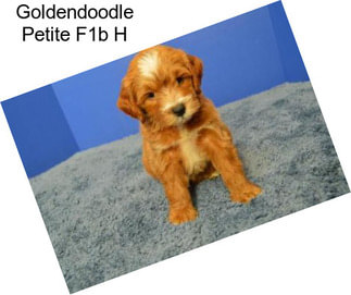 Goldendoodle Petite F1b H
