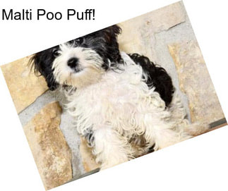 Malti Poo Puff!