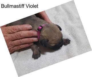 Bullmastiff Violet