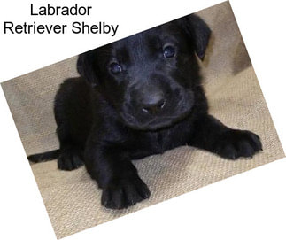 Labrador Retriever Shelby