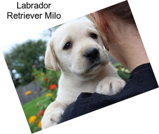 Labrador Retriever Milo