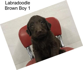 Labradoodle Brown Boy 1