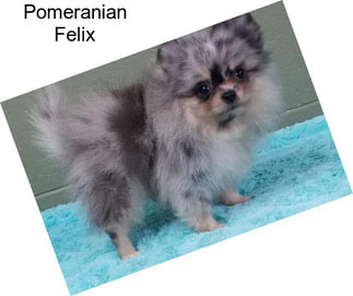 Pomeranian Felix