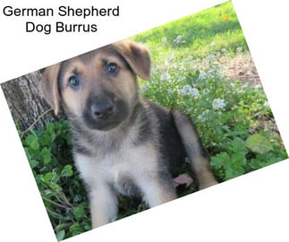 German Shepherd Dog Burrus