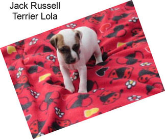 Jack Russell Terrier Lola