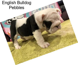 English Bulldog Pebbles