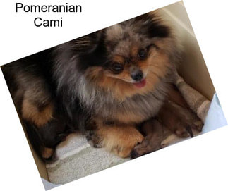 Pomeranian Cami
