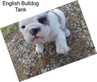 English Bulldog Tank