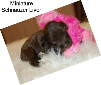 Miniature Schnauzer Liver