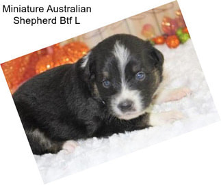 Miniature Australian Shepherd Btf L