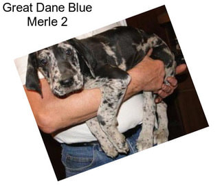 Great Dane Blue Merle 2