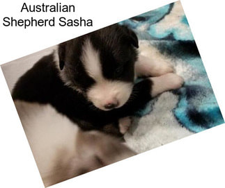 Australian Shepherd Sasha