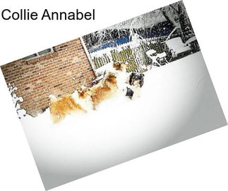 Collie Annabel