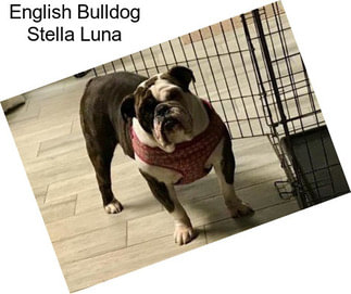 English Bulldog Stella Luna