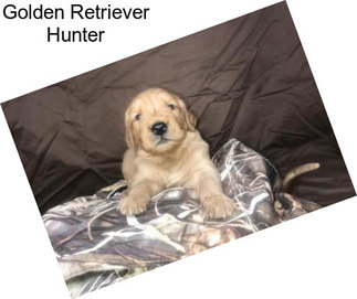 Golden Retriever Hunter