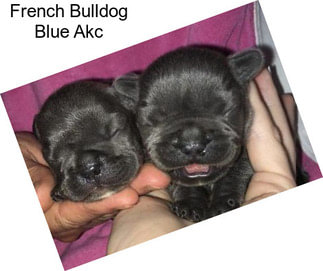 French Bulldog Blue Akc