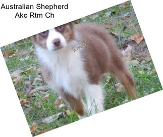 Australian Shepherd Akc Rtm Ch