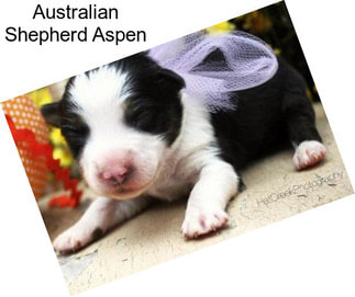 Australian Shepherd Aspen