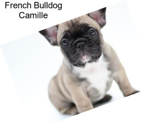 French Bulldog Camille