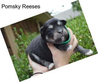 Pomsky Reeses