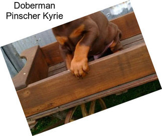 Doberman Pinscher Kyrie