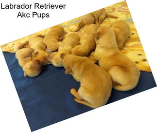 Labrador Retriever Akc Pups