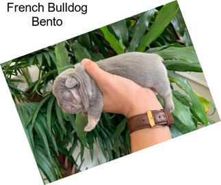 French Bulldog Bento