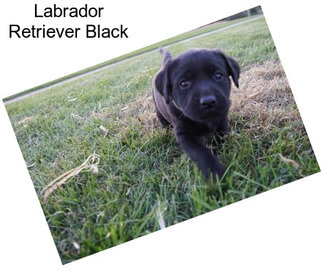 Labrador Retriever Black