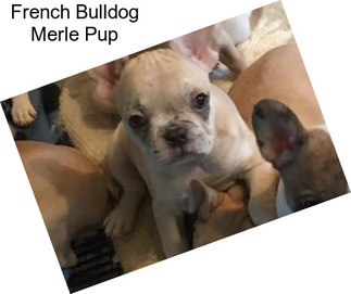 French Bulldog Merle Pup