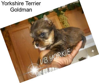 Yorkshire Terrier Goldman