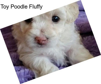 Toy Poodle Fluffy