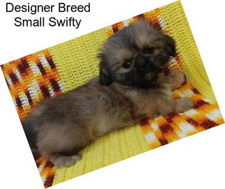 Designer Breed Small Swifty