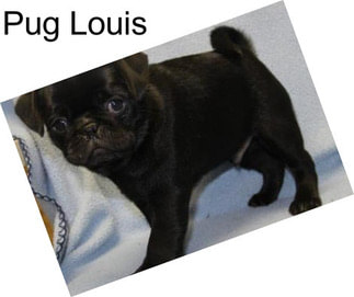 Pug Louis