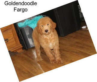 Goldendoodle Fargo