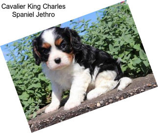 Cavalier King Charles Spaniel Jethro