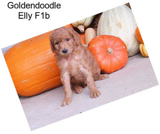 Goldendoodle Elly F1b