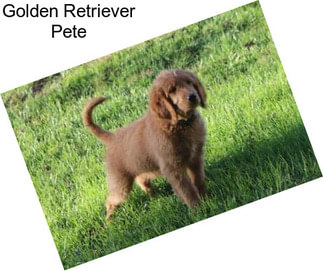 Golden Retriever Pete