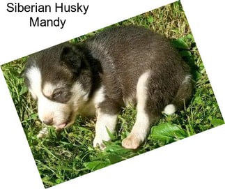 Siberian Husky Mandy