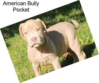 American Bully Pocket