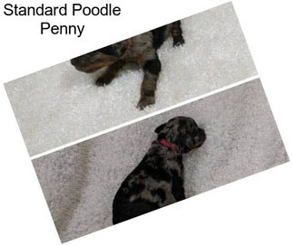 Standard Poodle Penny