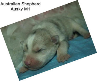 Australian Shepherd Ausky M1