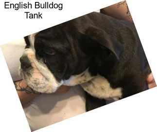 English Bulldog Tank